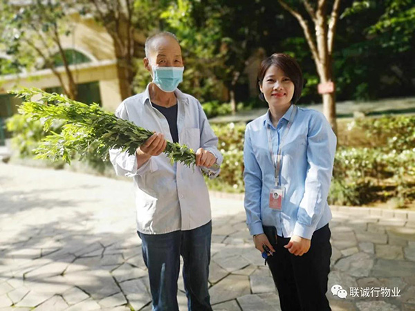 株株&ldquo;愛意&rdquo;（艾葉）草&rdquo;，綿綿情意長