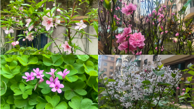 春滿(mǎn)萬(wàn)景 綠美家園