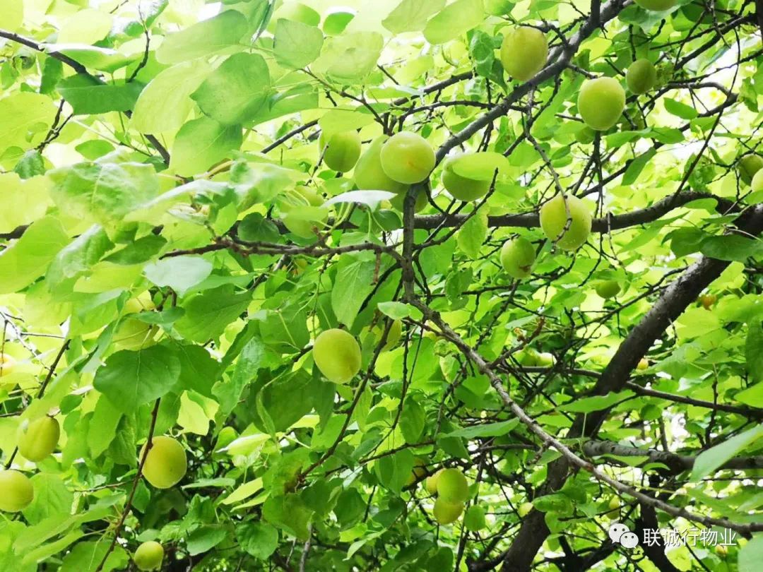 初夏時(shí)節(jié)，感受最美的【曲江6號(hào)】