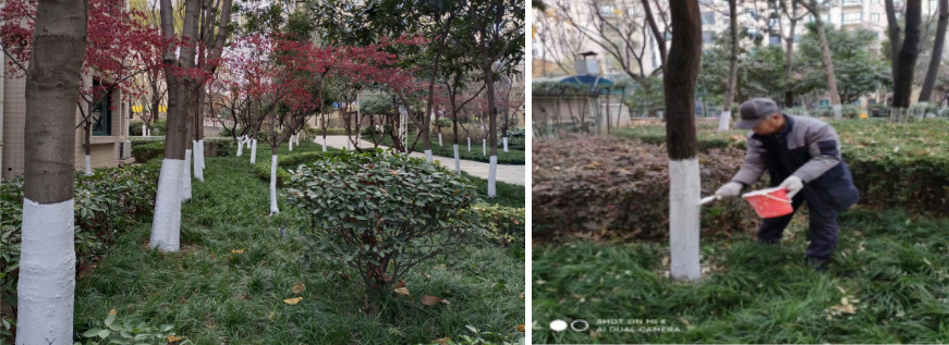 	樹(shù)木刷白的作用